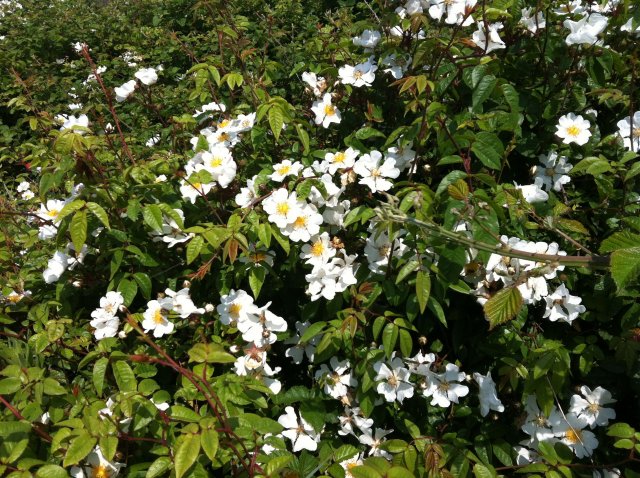 Rosa canina