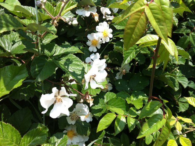 Rosa canina