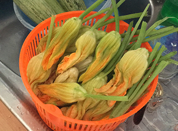 Orto sociale - fiori di zucchine