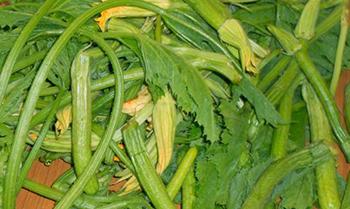 Orto sociale - talli di zucchine